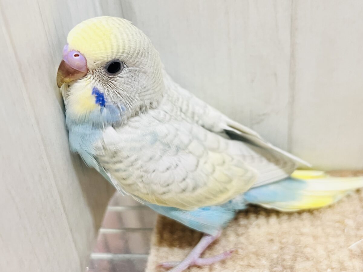 自慢の羽をよく見て!🌟セキセイインコのウイング〜🪽! 自慢の羽をよく見て!🌟セキセイインコのウイング〜🪽!