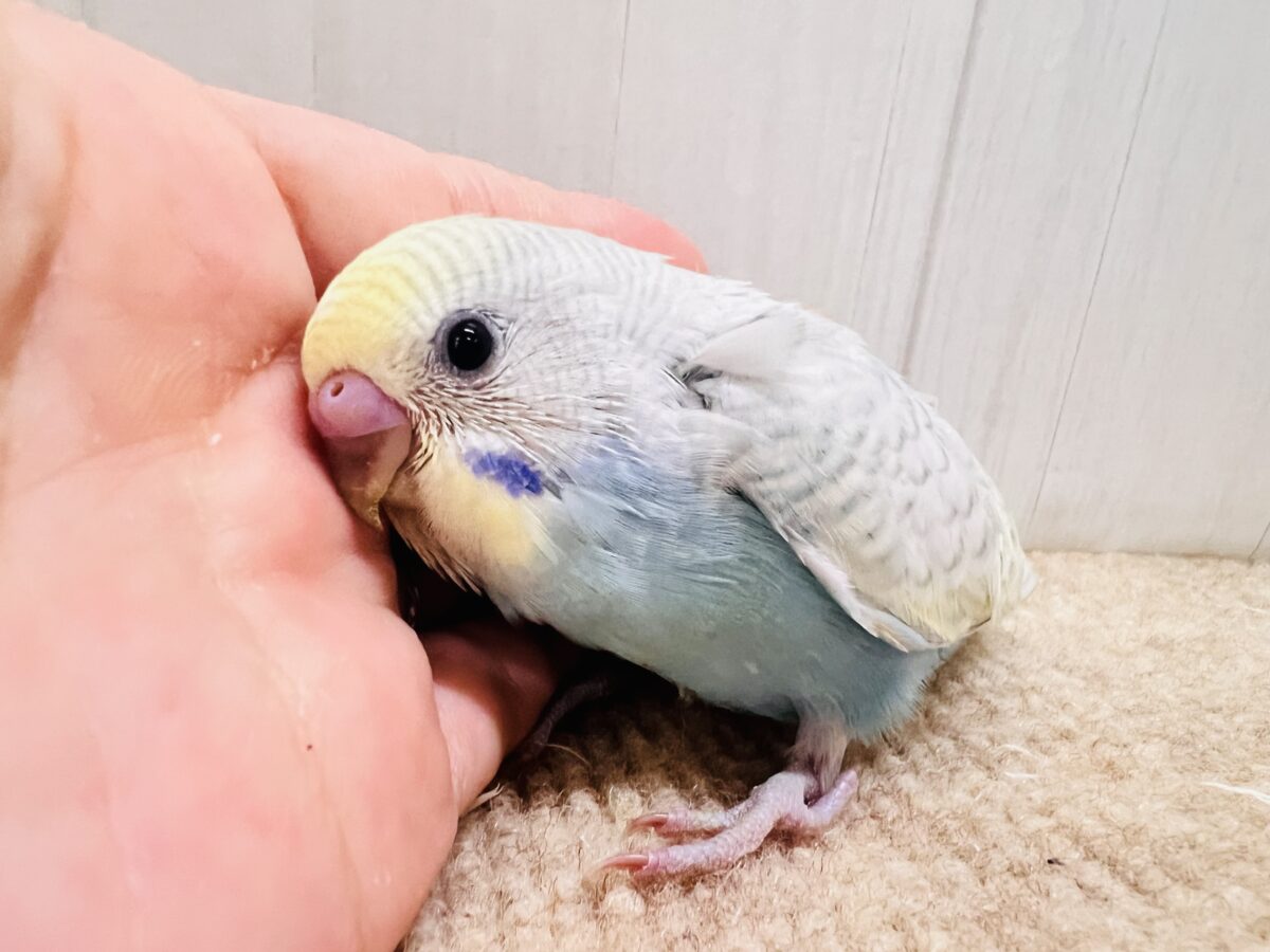 自慢の羽をよく見て!🌟セキセイインコのウイング〜🪽! セキセイインコ