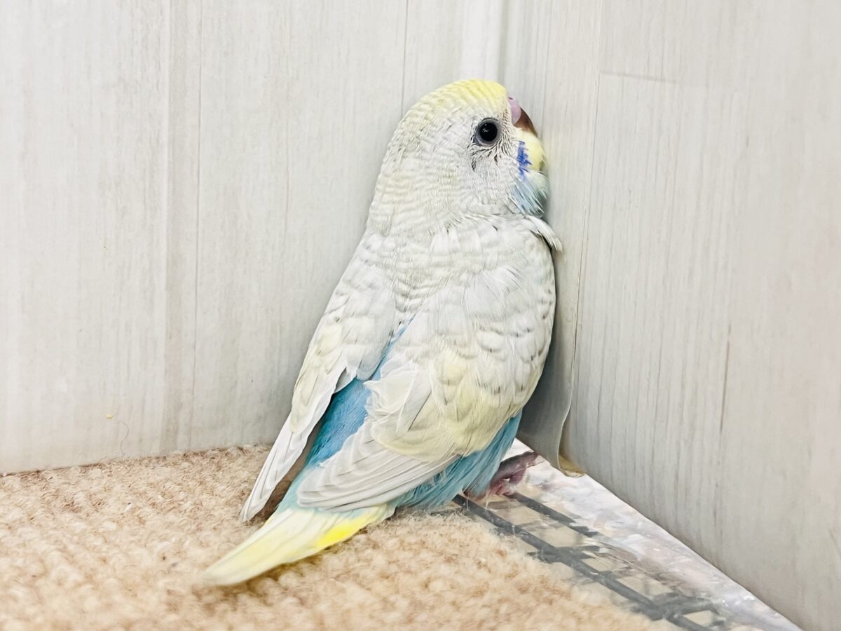 自慢の羽をよく見て!🌟セキセイインコのウイング〜🪽! セキセイインコ