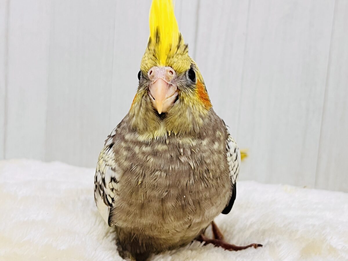 オカメインコ