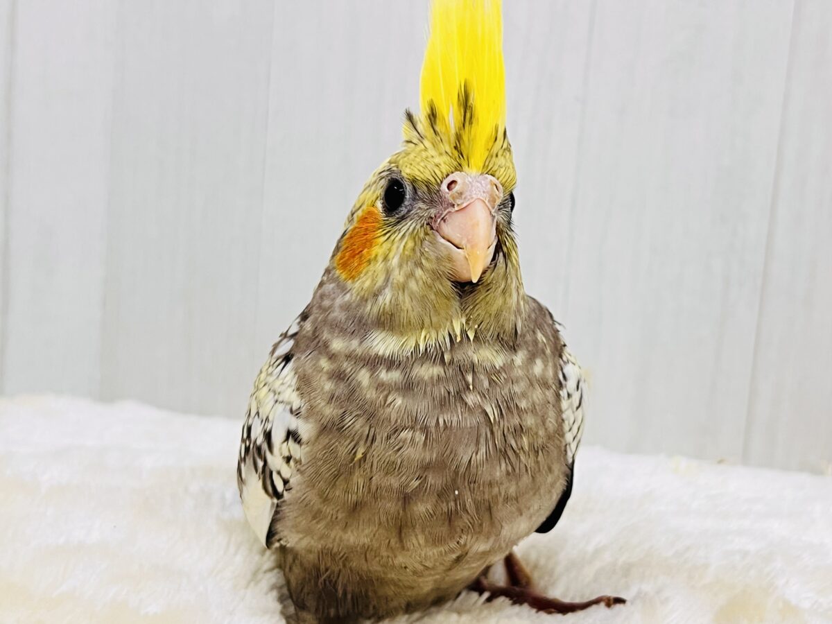 たっぷり粒々果汁⁈🍊オカメインコ（パール）の雛が入舎しました✨
