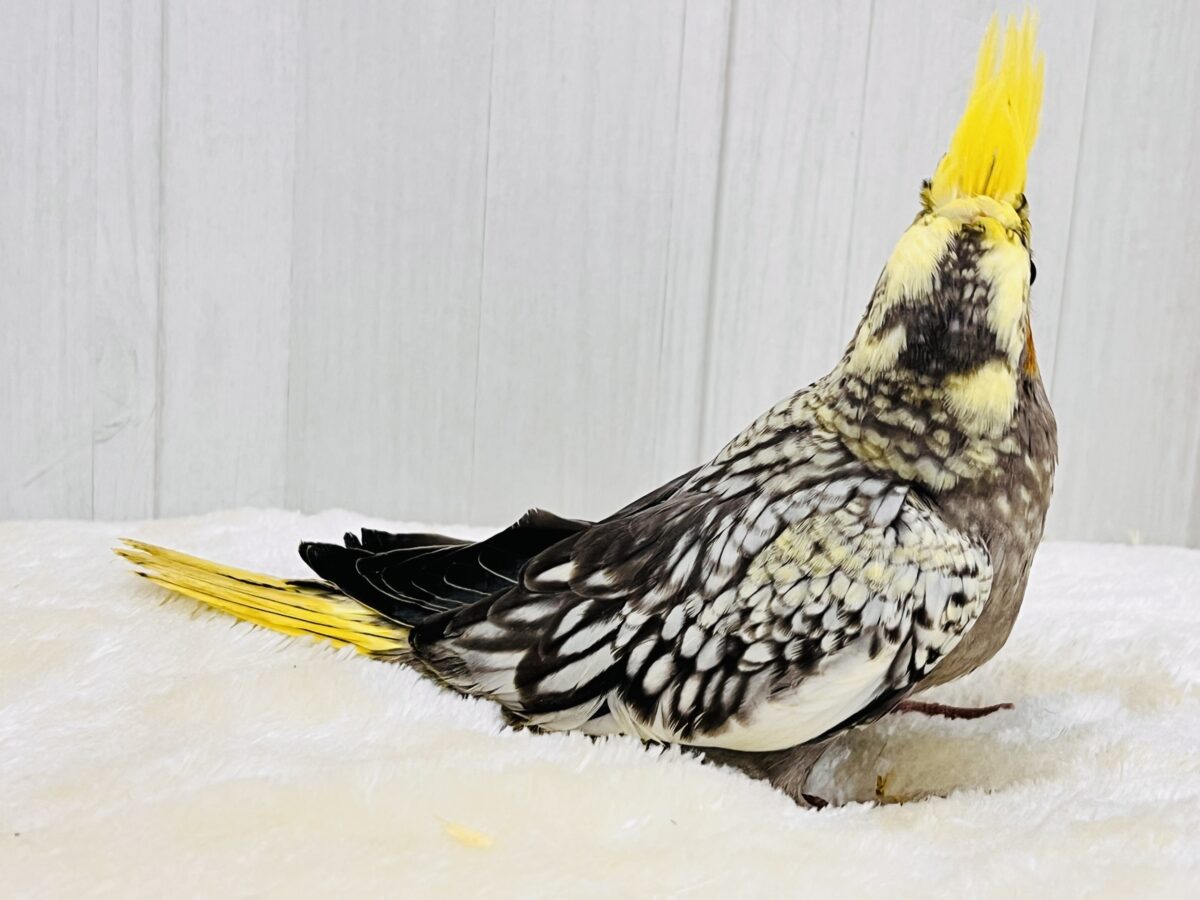 オカメインコ
