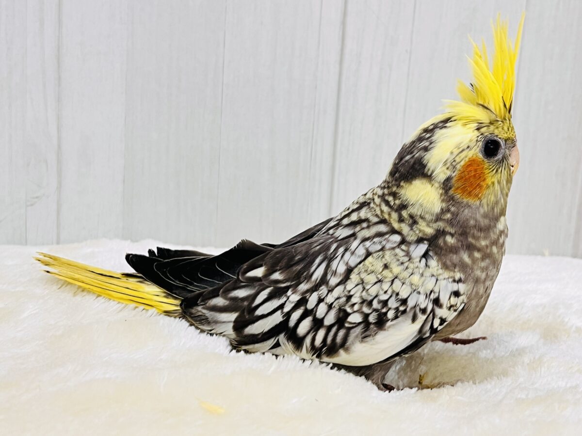 オカメインコ