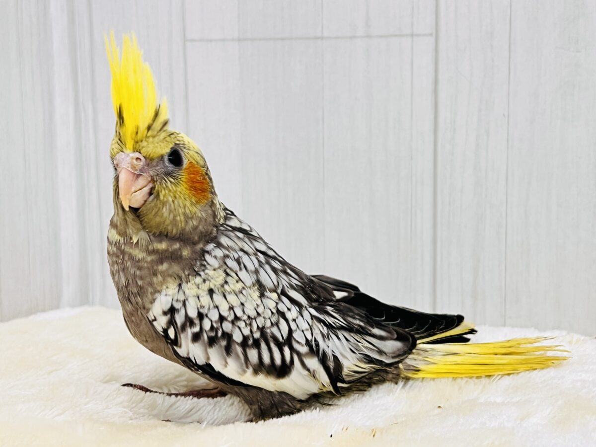 オカメインコ