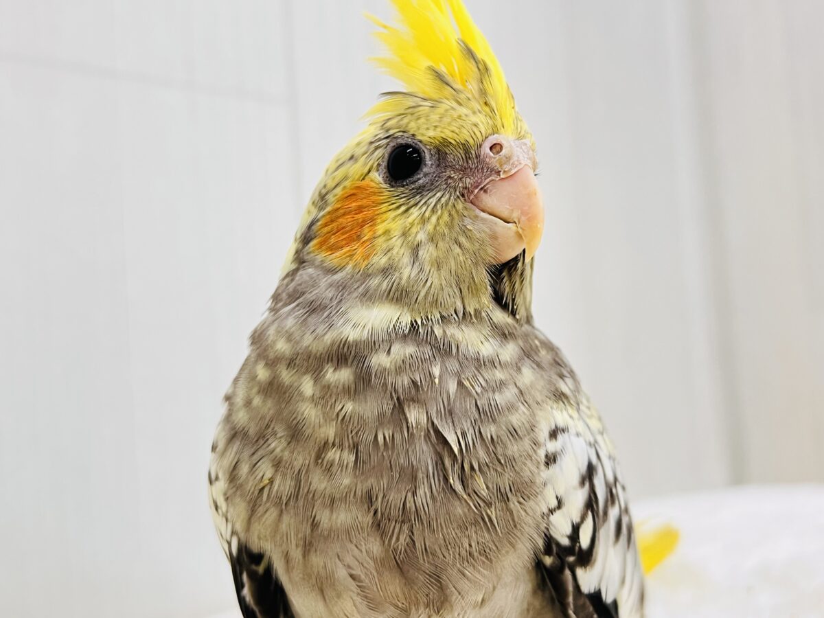 オカメインコ