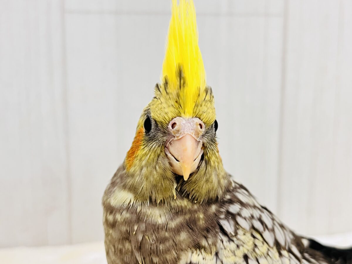 オカメインコ
