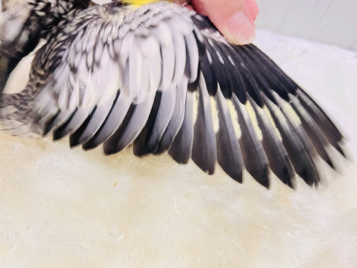 オカメインコ