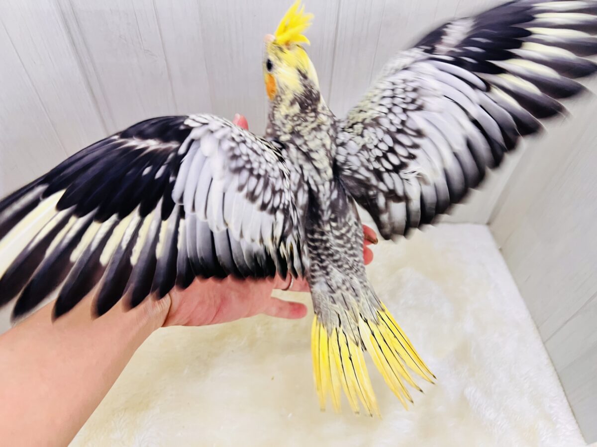 オカメインコ