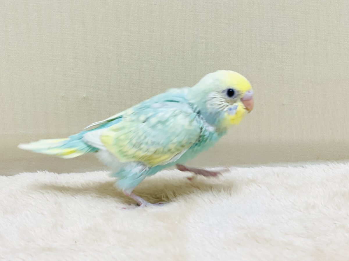 セキセイインコ