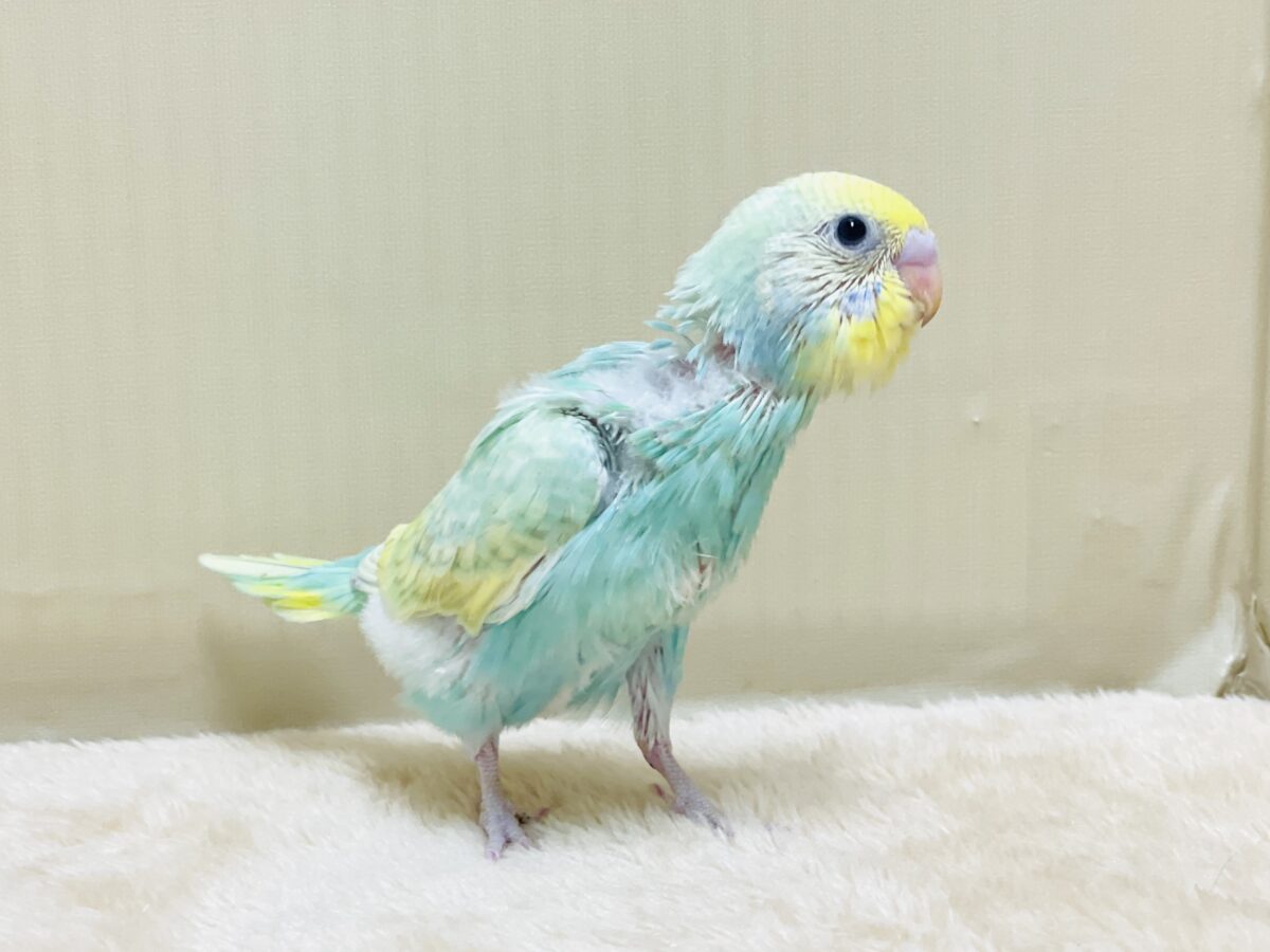 セキセイインコ