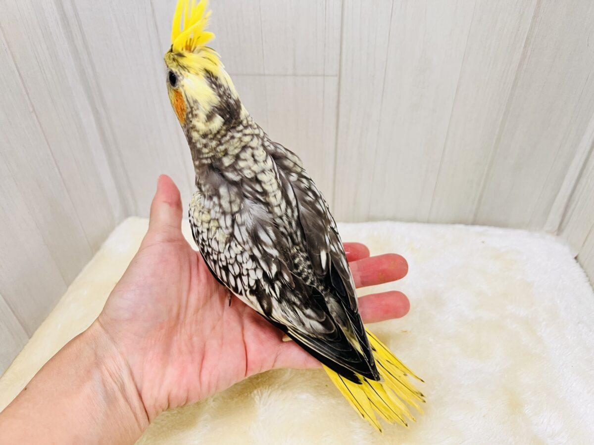 オカメインコ