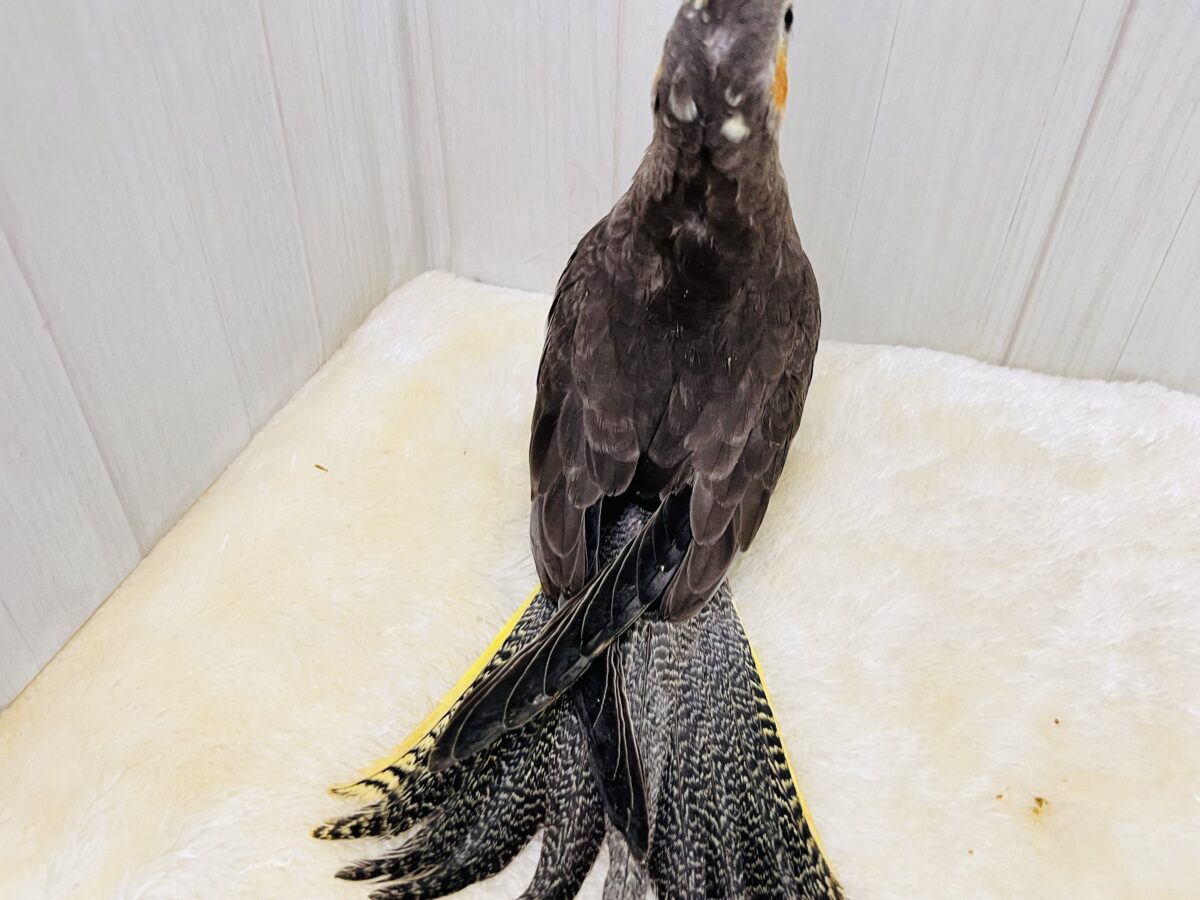 オカメインコ