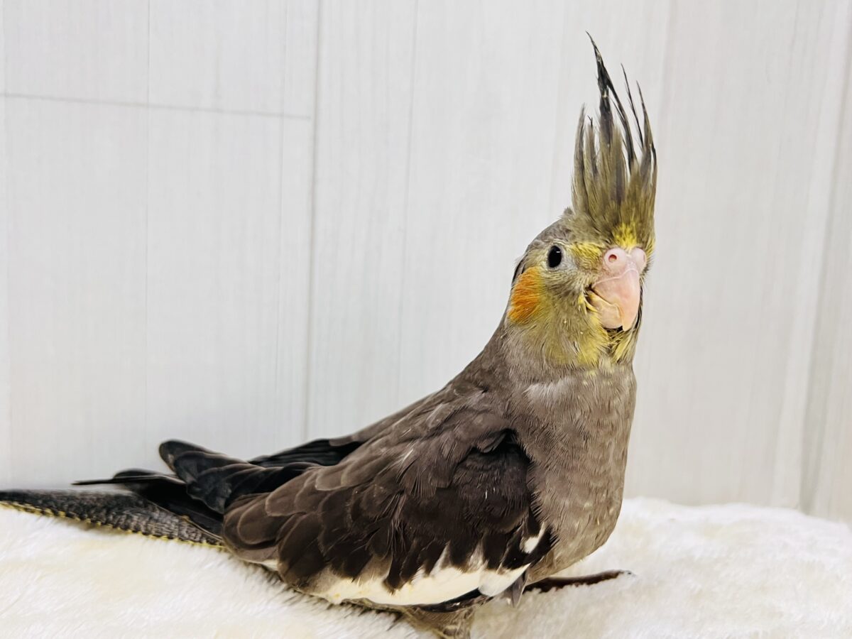 オカメインコ