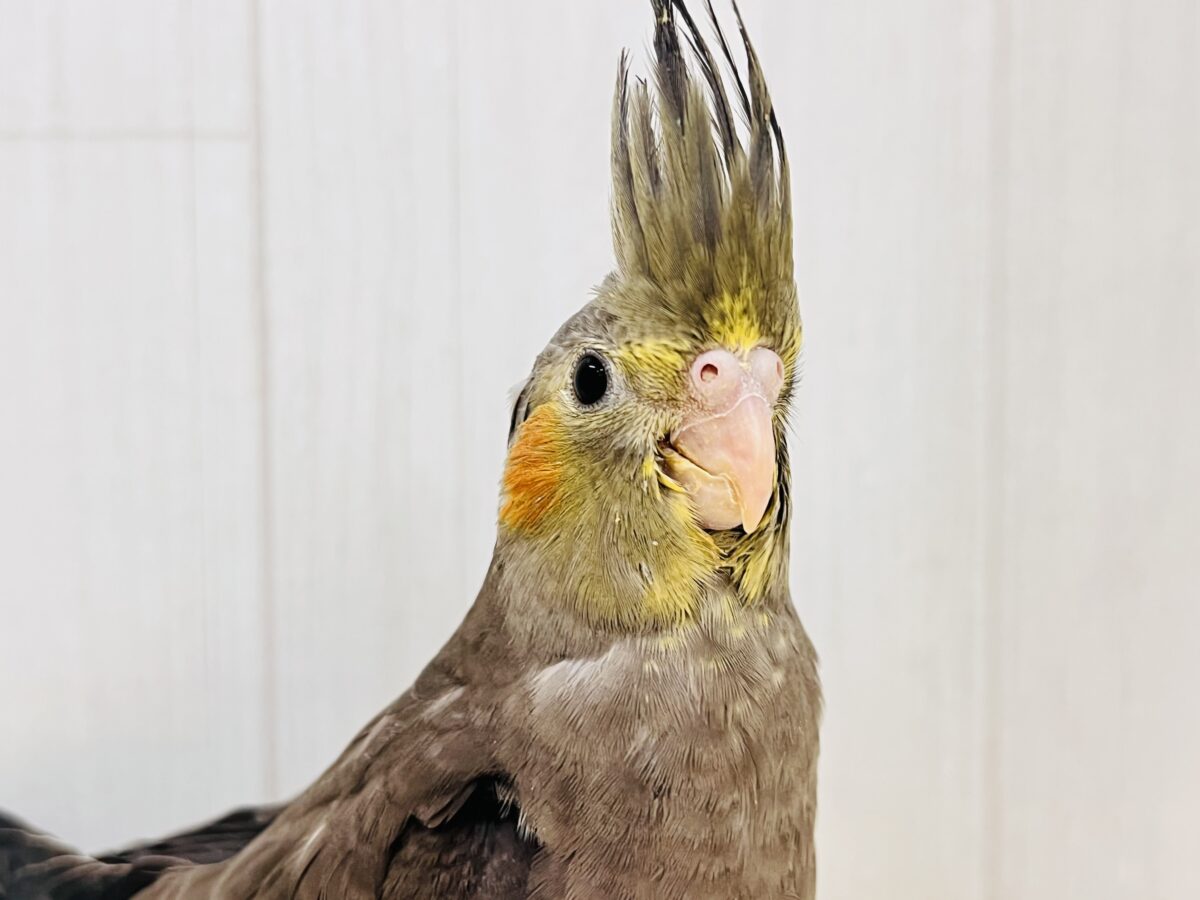 オカメインコ