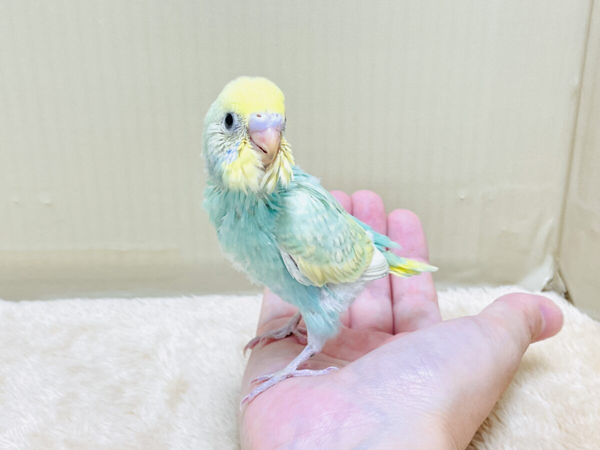 セキセイインコ