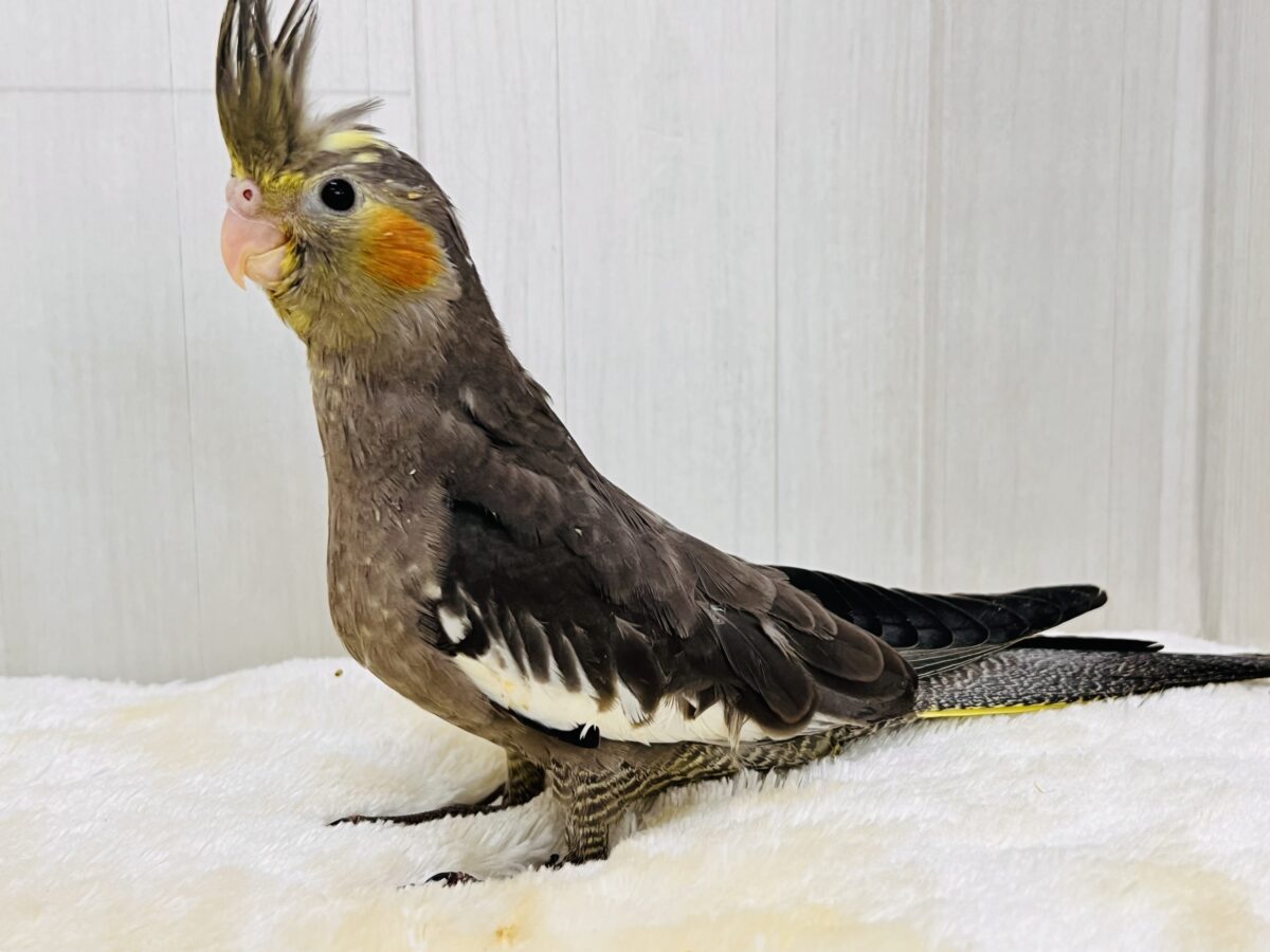 オカメインコ