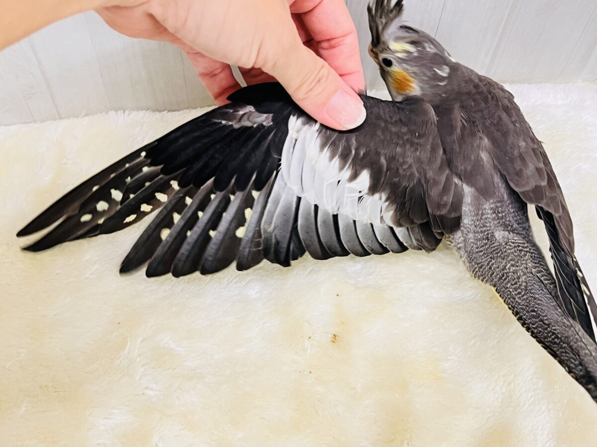 オカメインコ