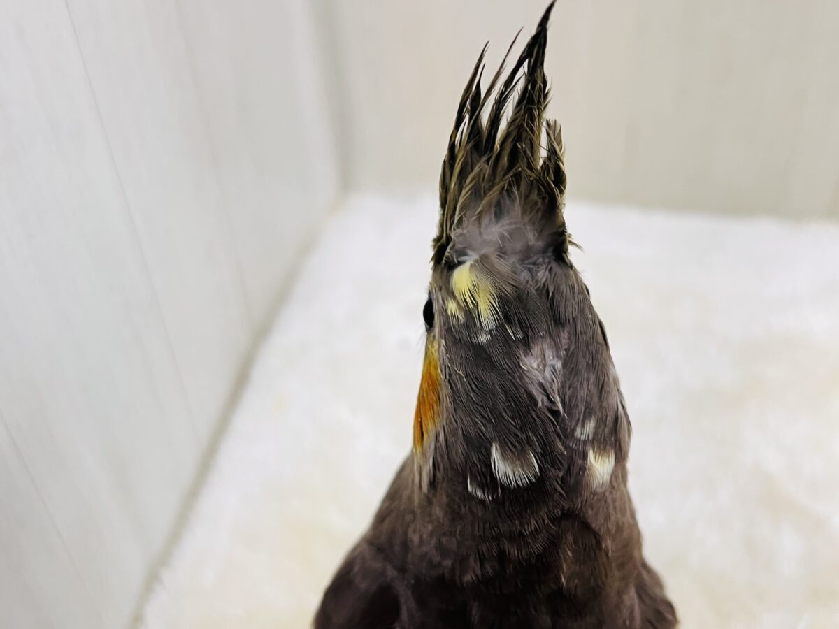 オカメインコ