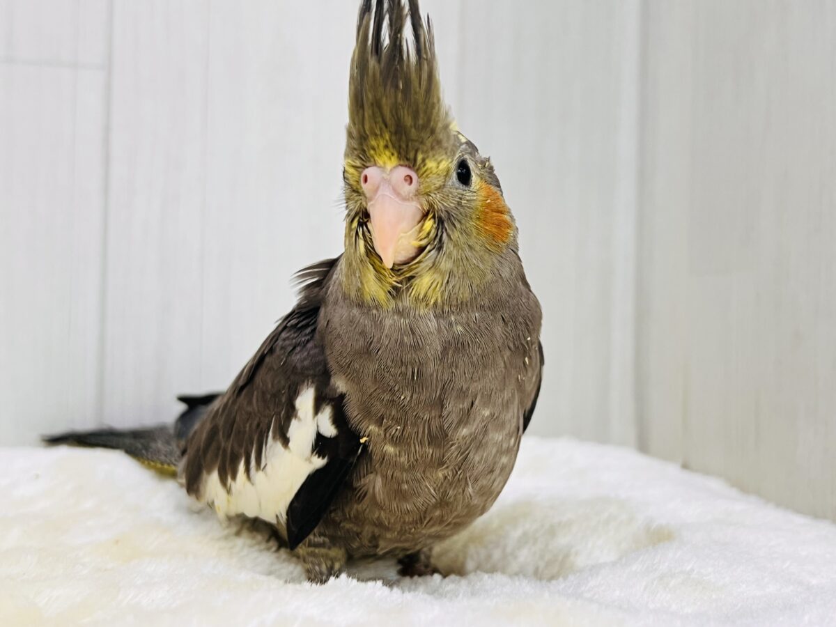 オカメインコ