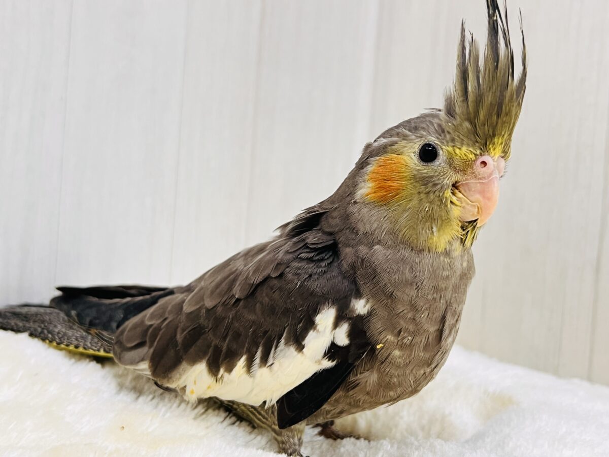 真っ黒スタイル抜群✨🖤オカメインコのノーマルです！