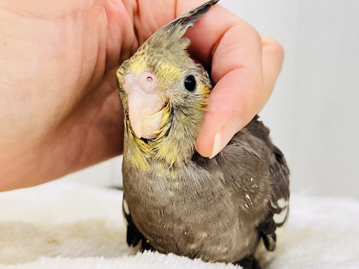 オカメインコ