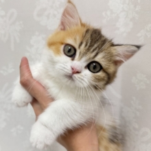 お顔が大天才🥺💞ミヌエットの女の子🐱