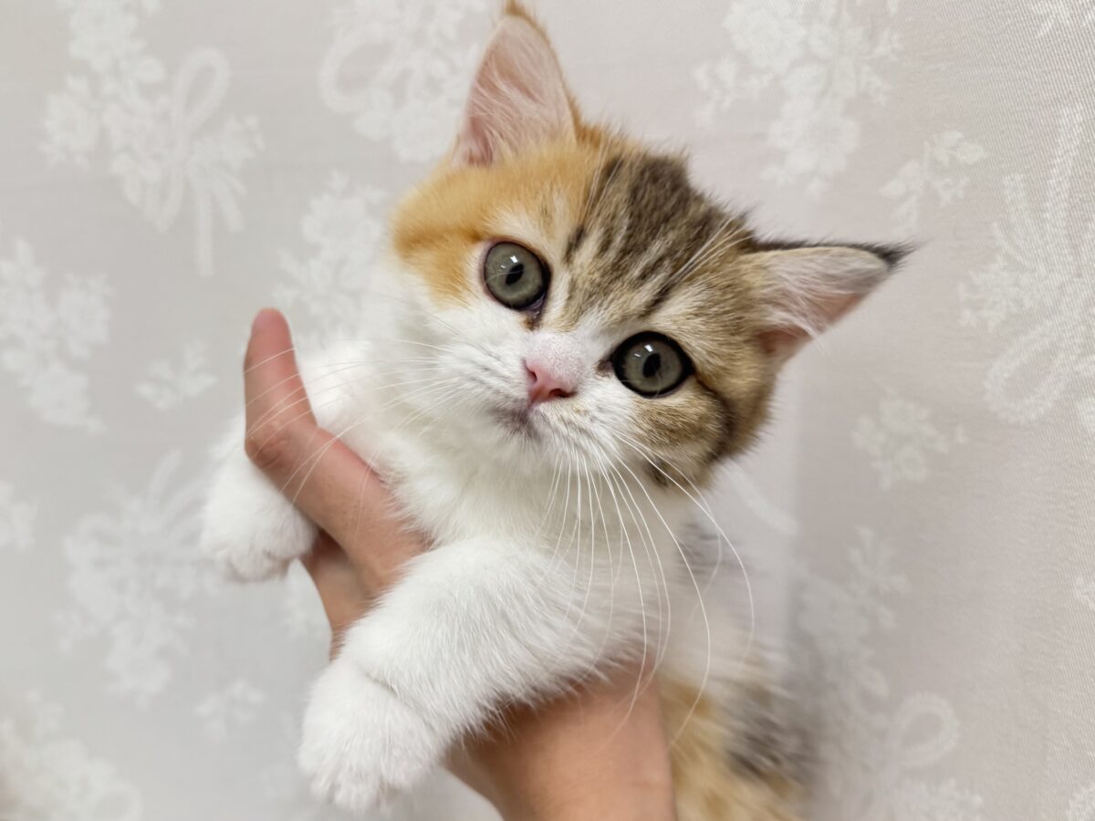 お顔が大天才🥺💞ミヌエットの女の子🐱