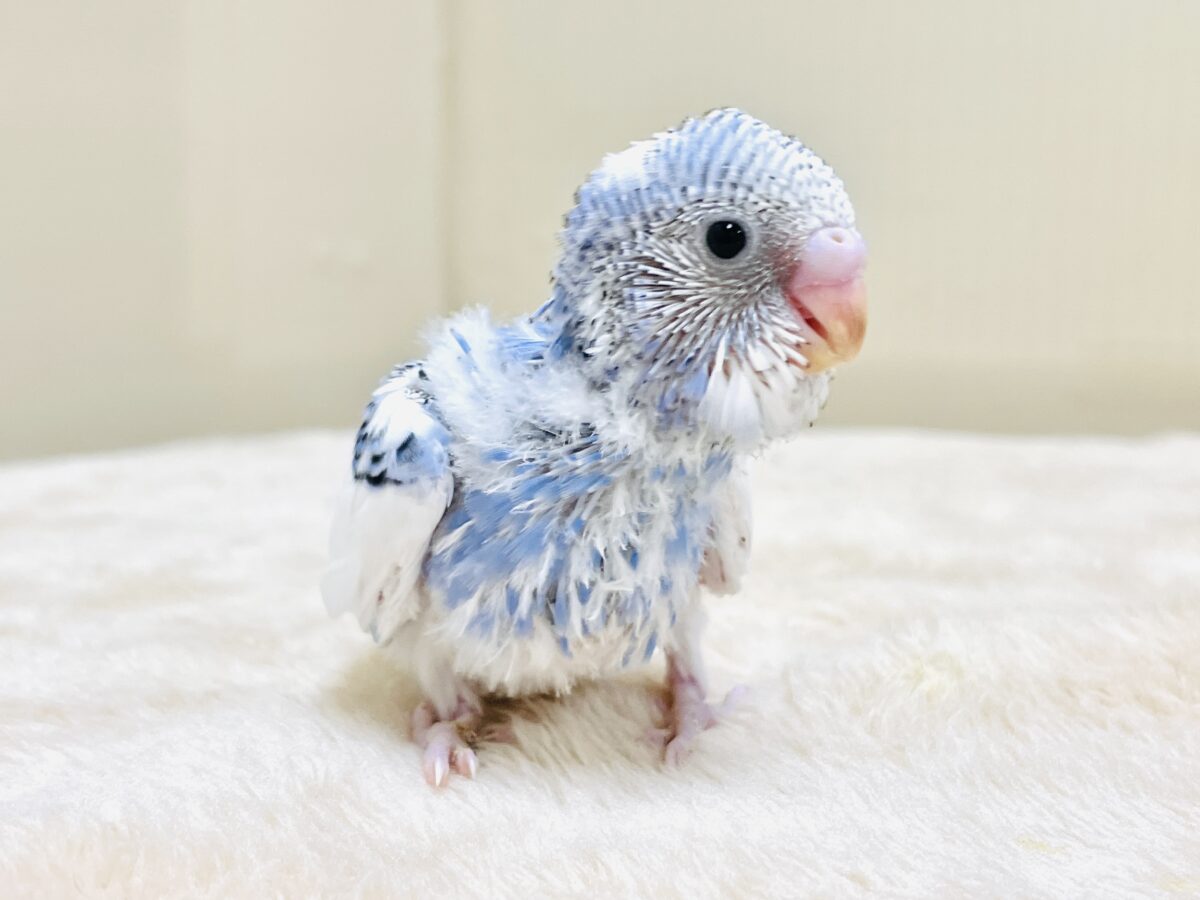 セキセイインコ