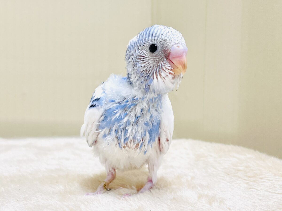 いっぱい食べて大きくなるんだ💕セキセイインコ（パイド）ヒナ