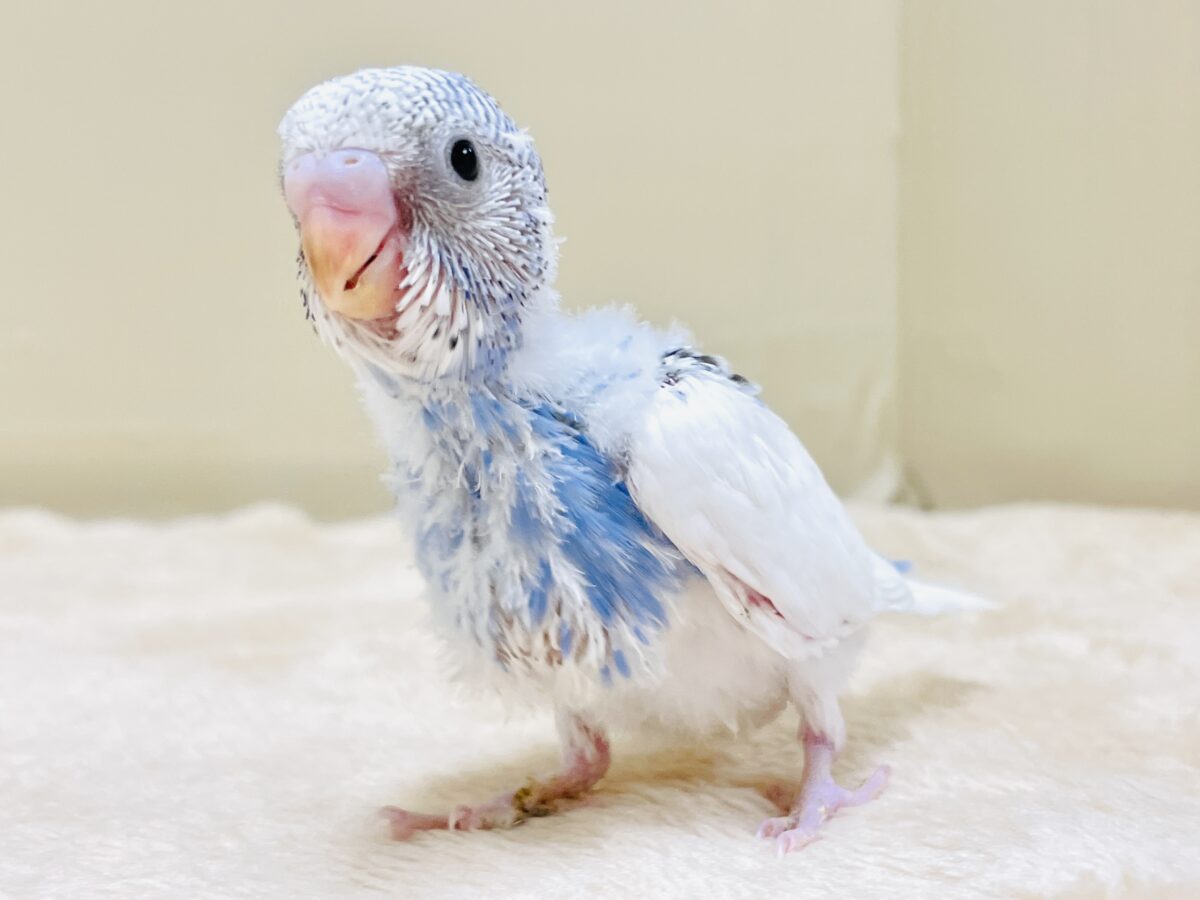セキセイインコ