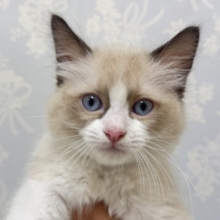 超絶甘えん坊👼🏻💙ラグドールの男の子🐱