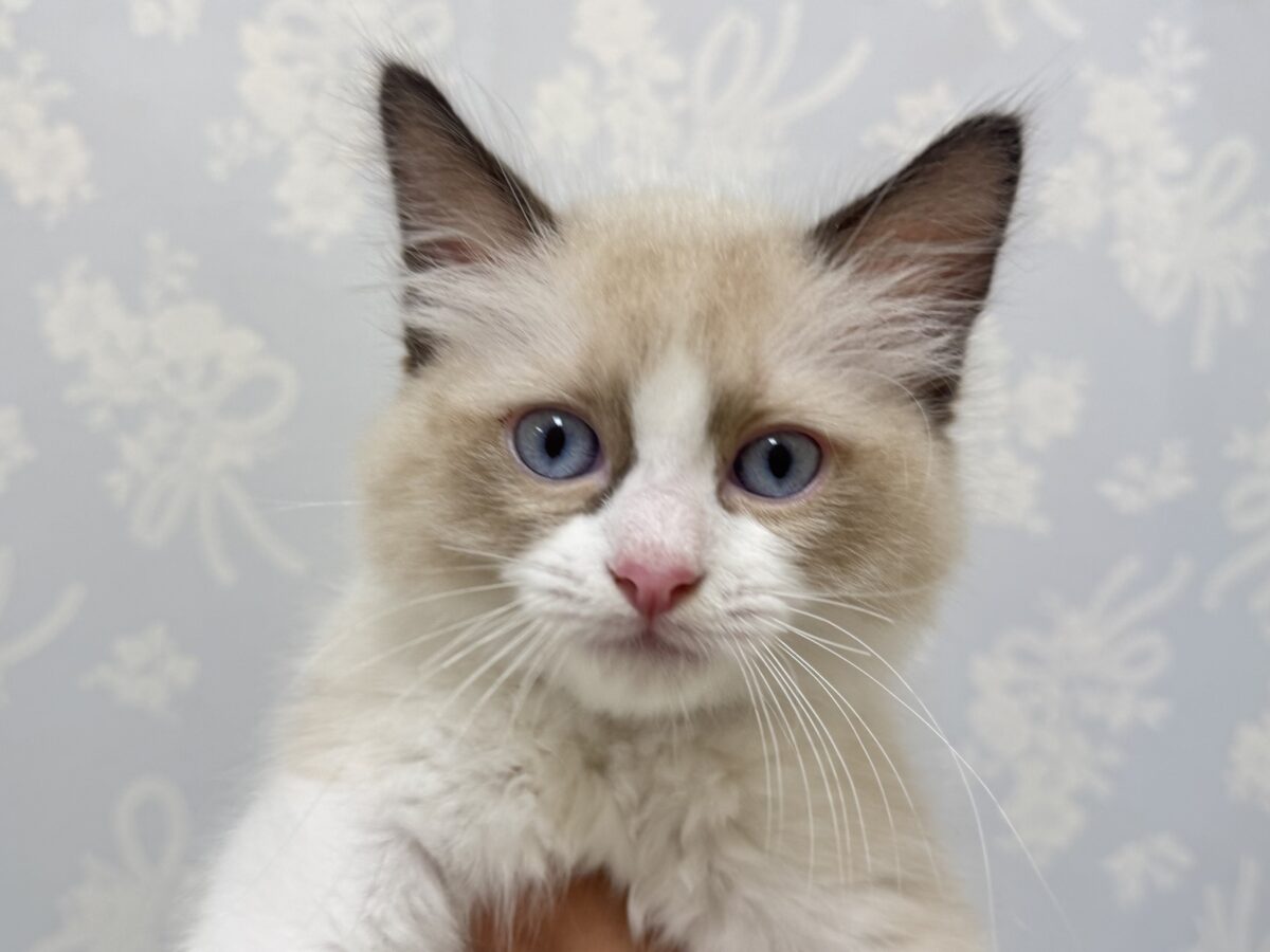 超絶甘えん坊👼🏻💙ラグドールの男の子🐱