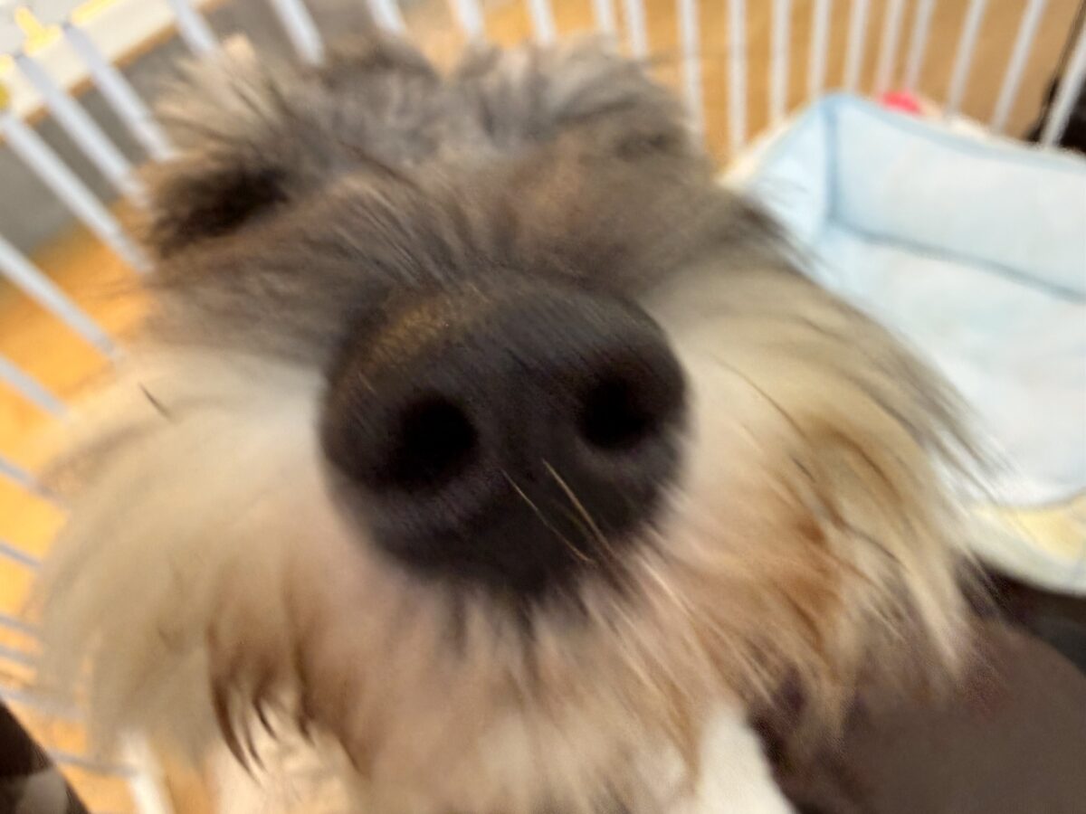 ミニチュアシュナウザー