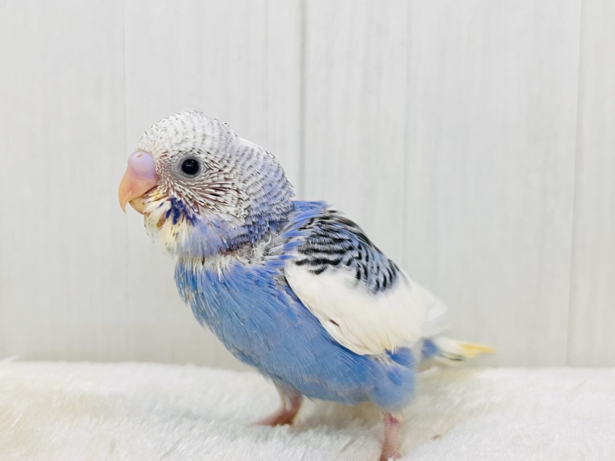 小さな夏の妖精🧚💙セキセイインコのブルーパイドだよ〜✨