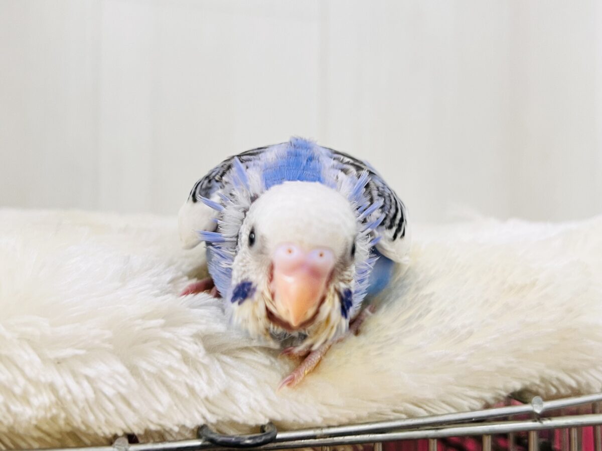 セキセイインコ
