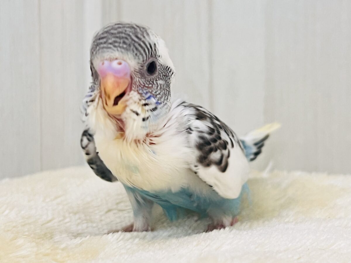 ずっと幼顔🩵スポットもりもりセキセイインコの白ハルクイン〜✨