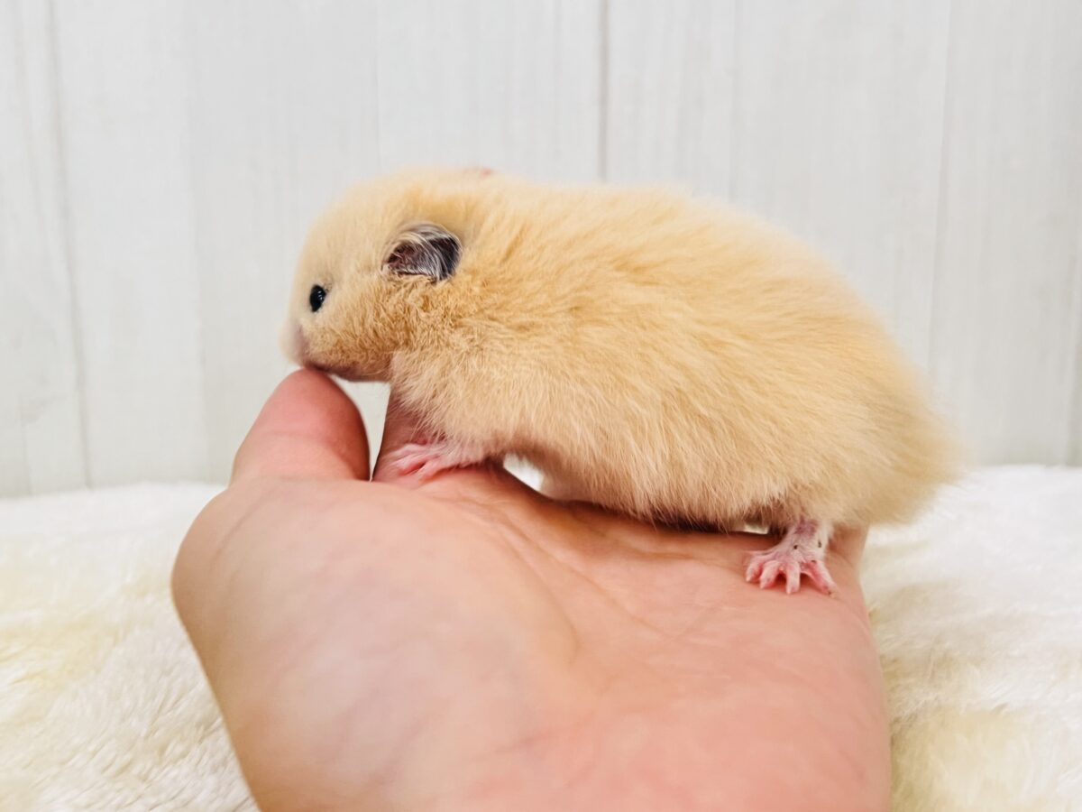 ゴールデンハムスター
