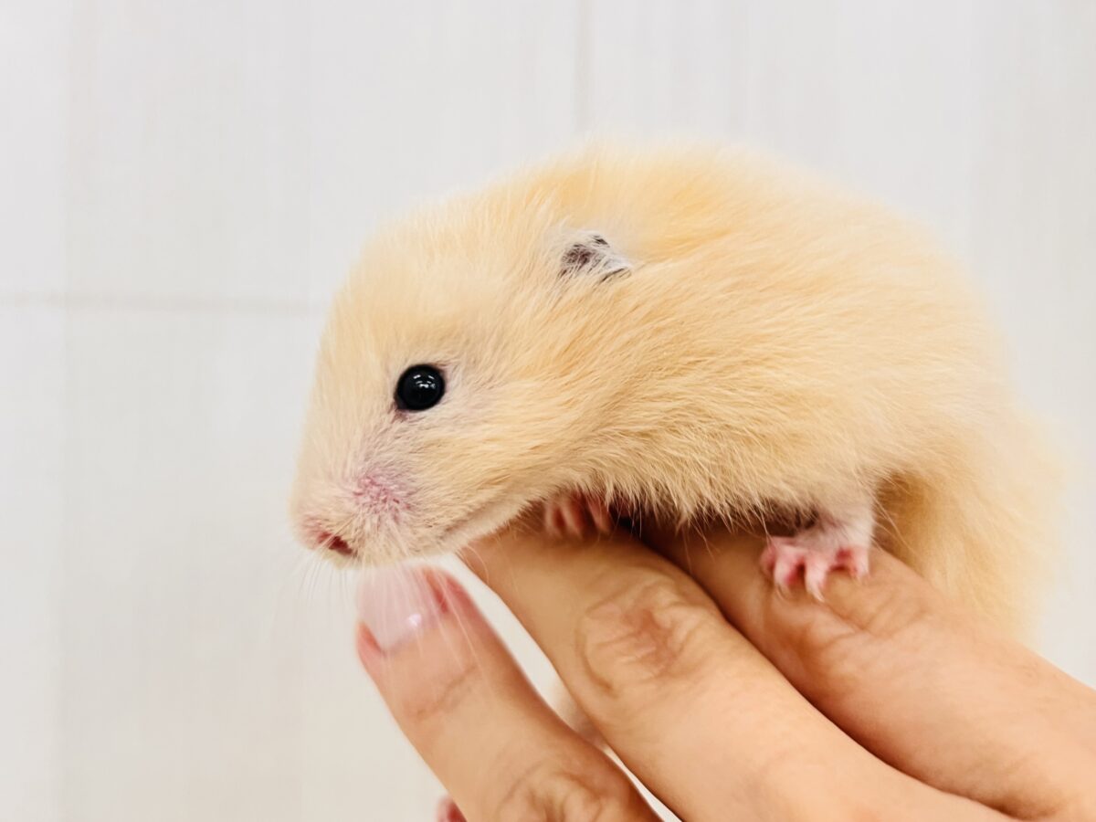 ゴールデンハムスター