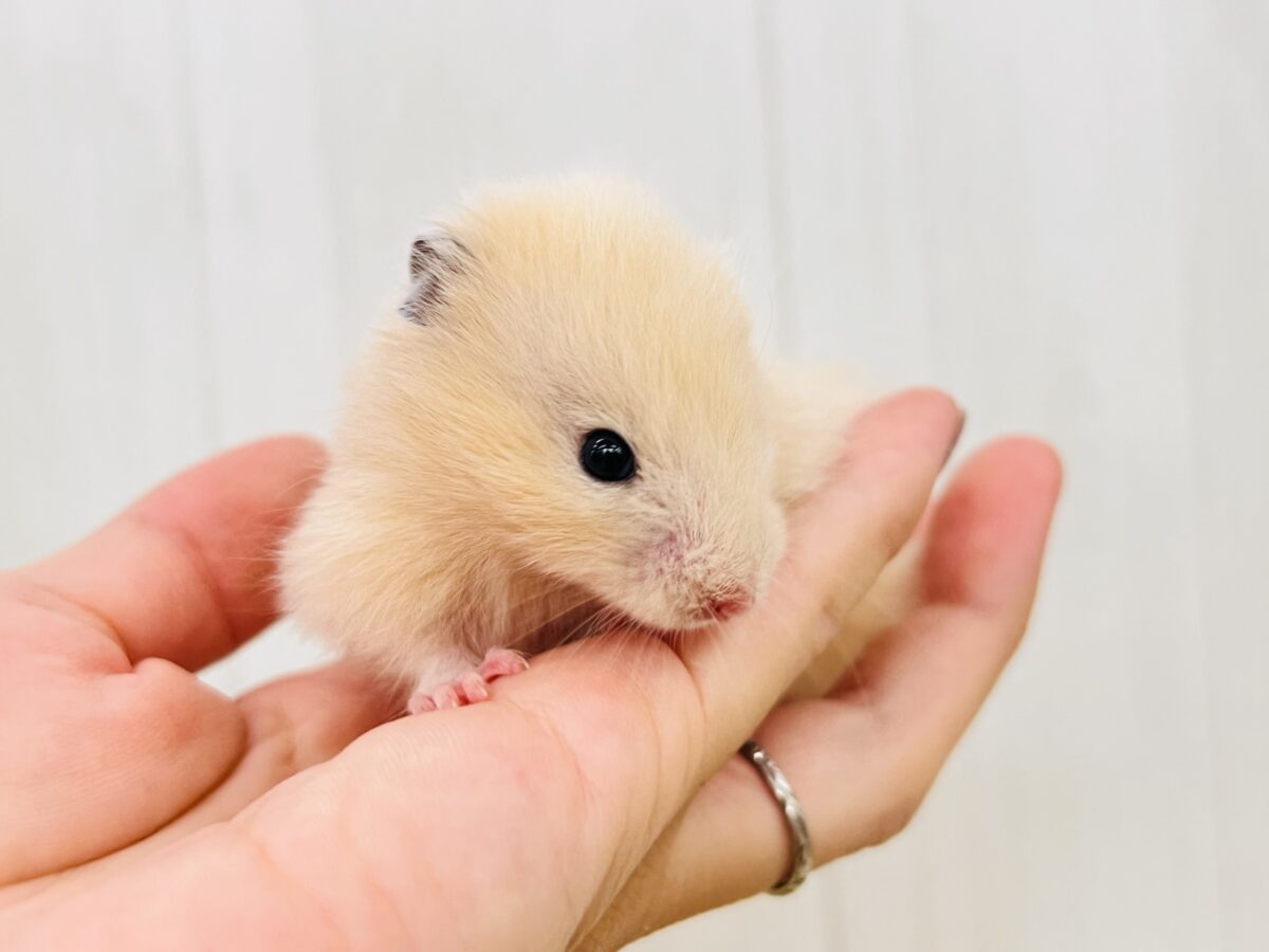 ゴールデンハムスター