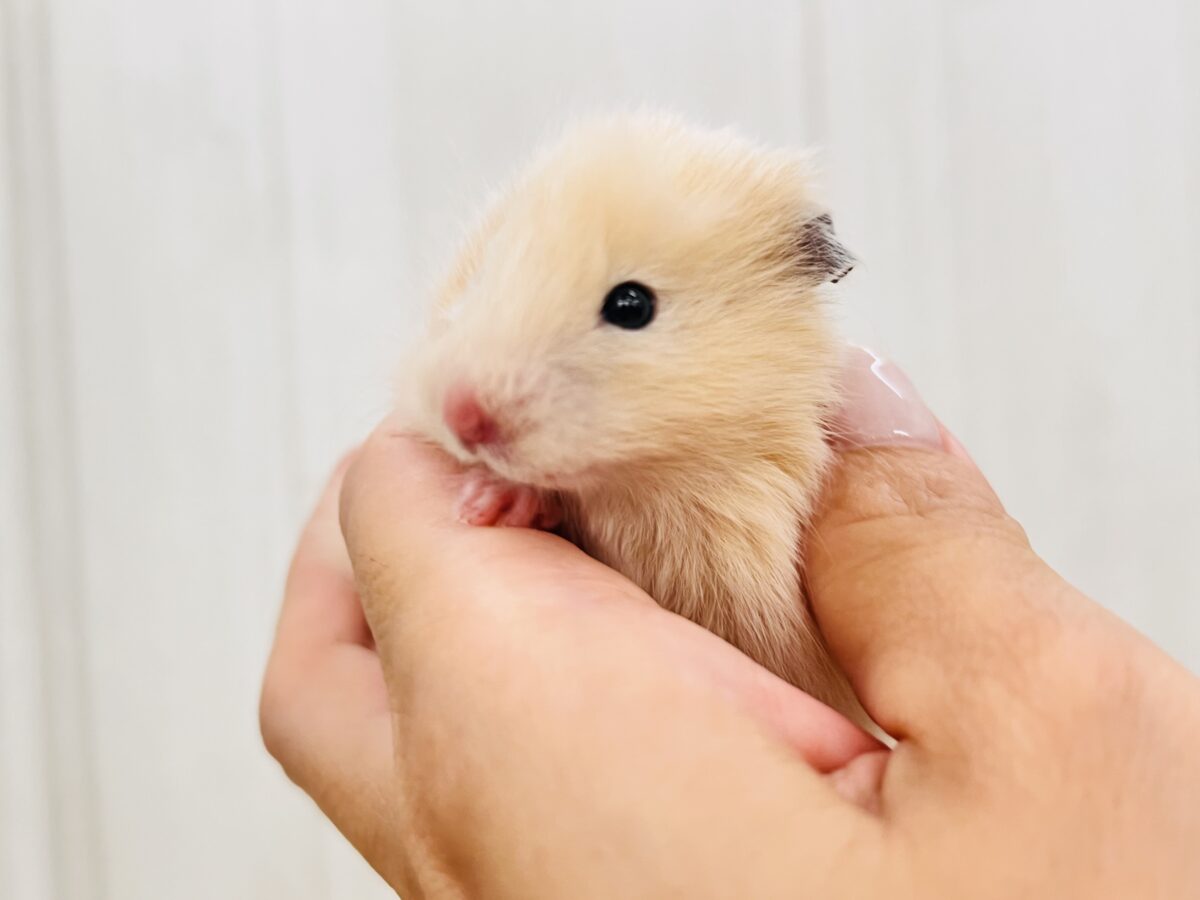 激かわ❣️丸顔ふわふわな長毛キンクマ〜🧡男の子だよ！