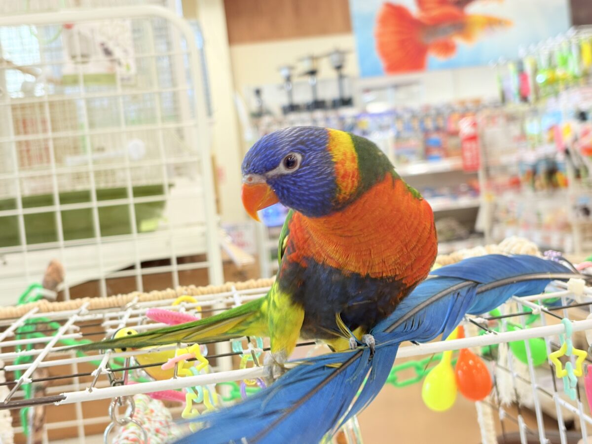 ゴシキセイガイインコ