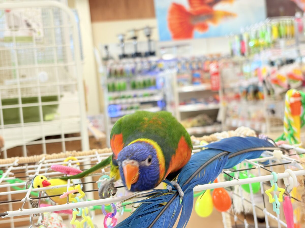 ゴシキセイガイインコ