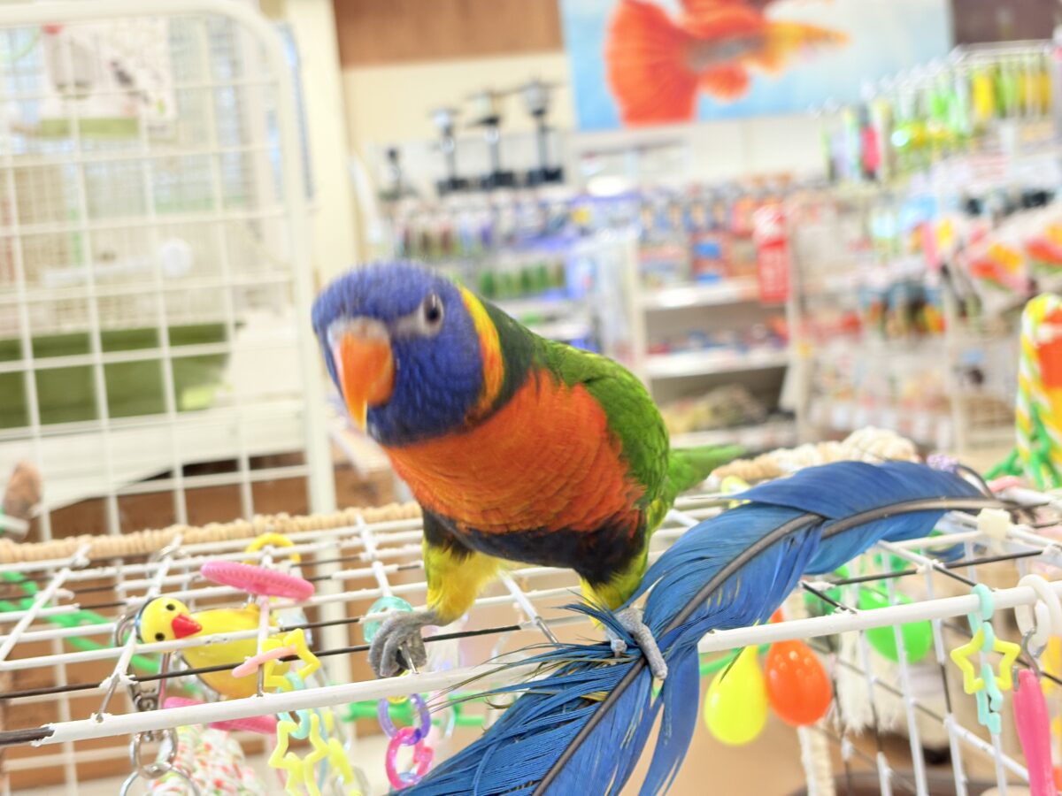 ゴシキセイガイインコ