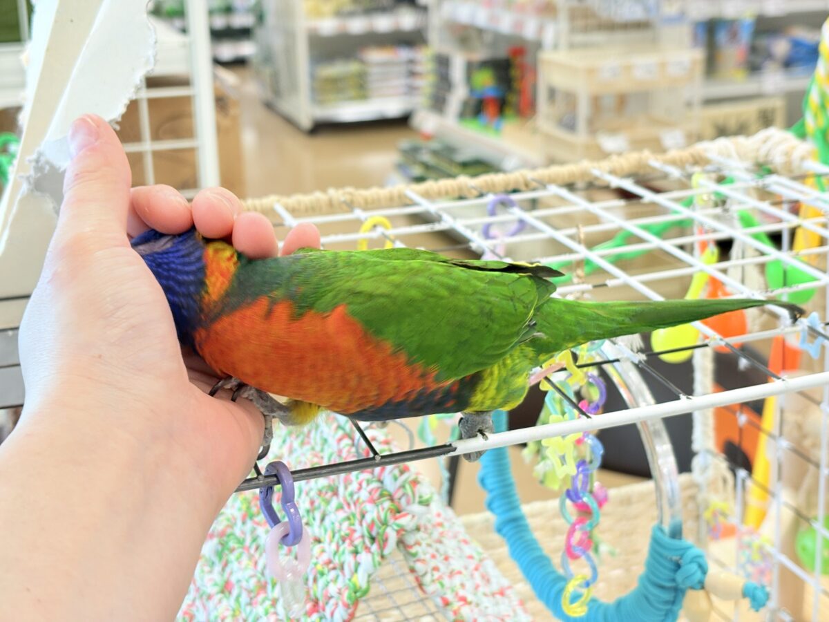 ゴシキセイガイインコ