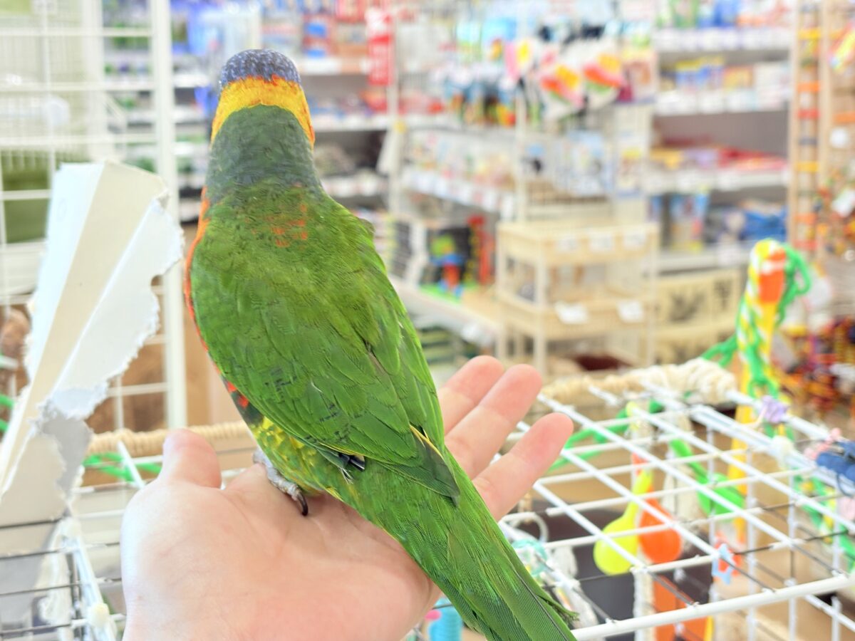 ゴシキセイガイインコ