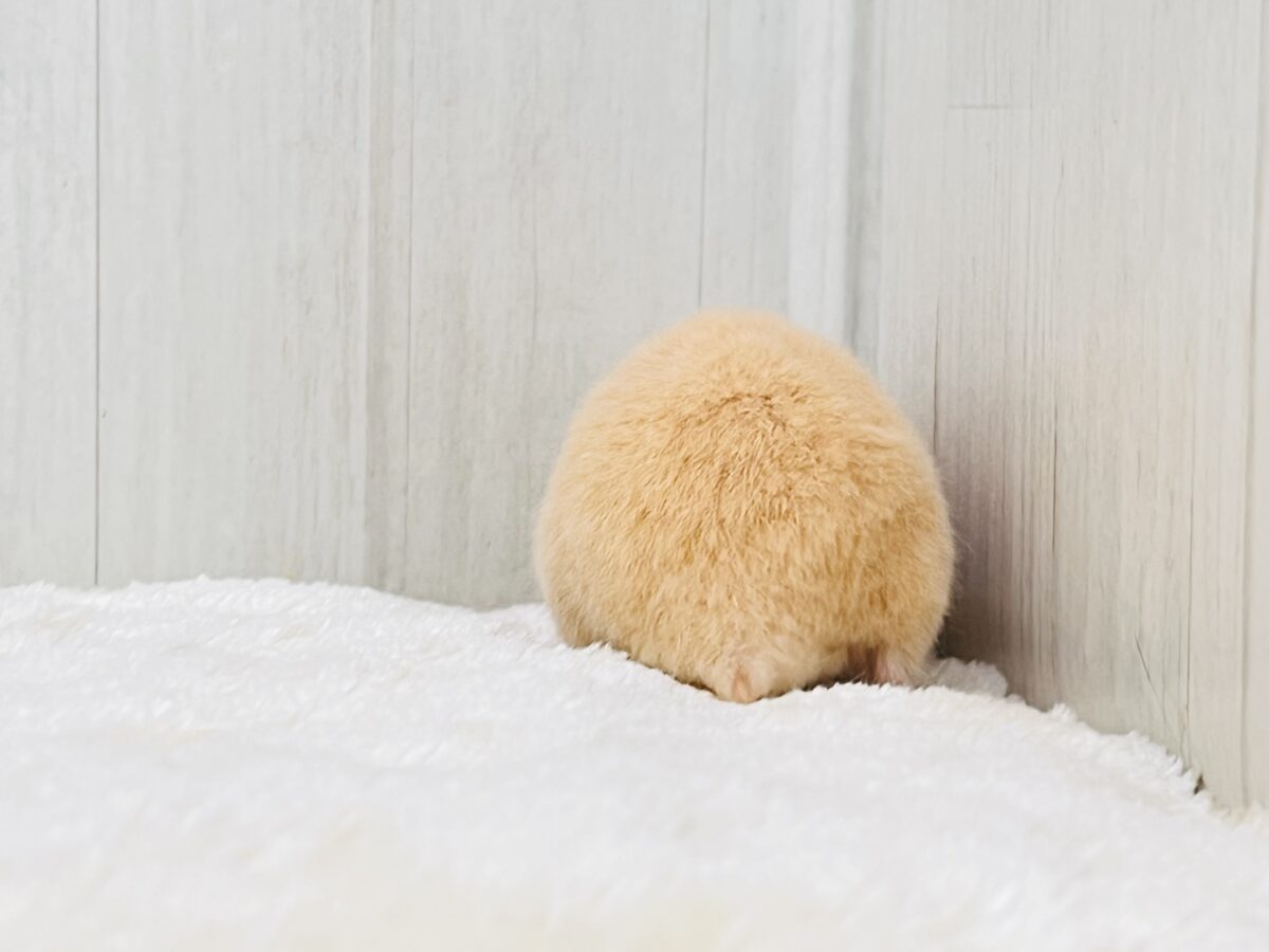 ゴールデンハムスター