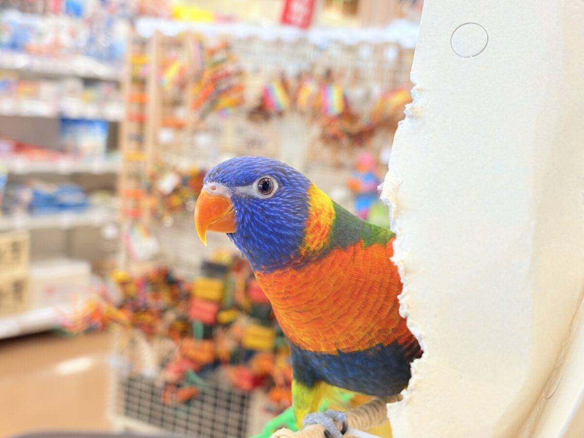 ゴシキセイガイインコ