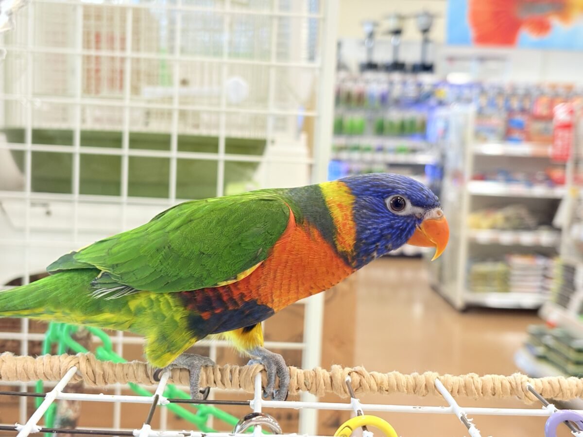 ゴシキセイガイインコ