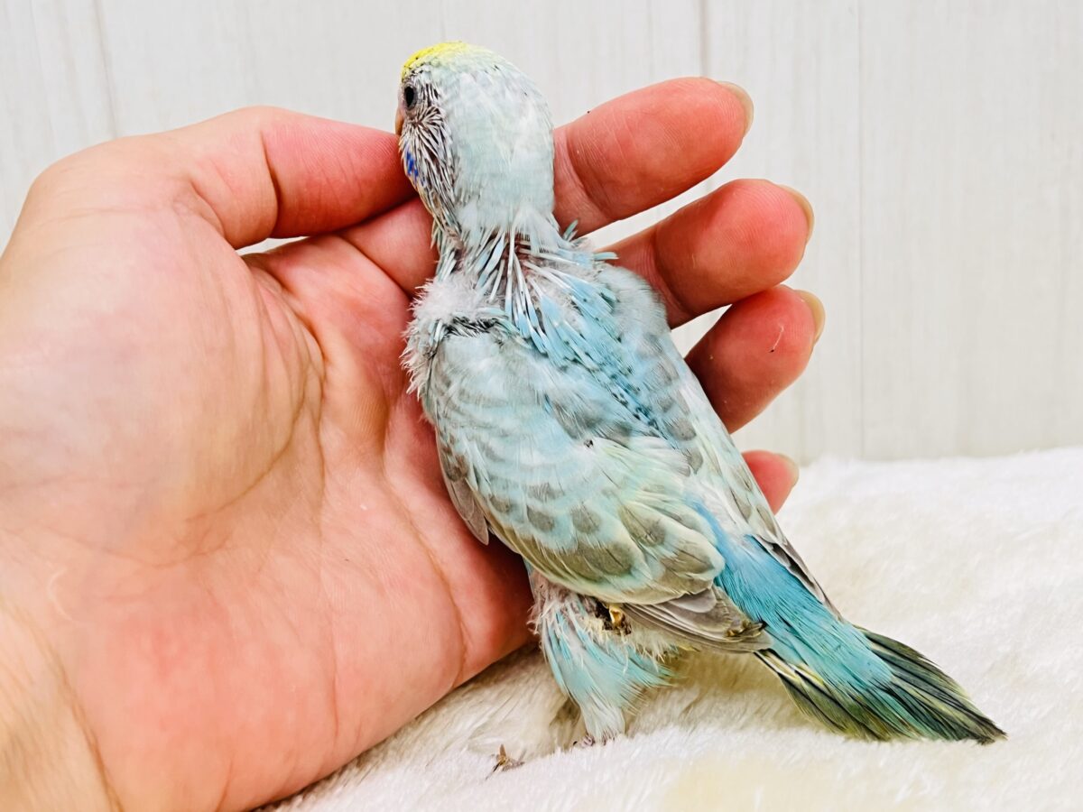 エメラルドの輝き✨💎セキセイインコのパステルレインボー セキセイインコ