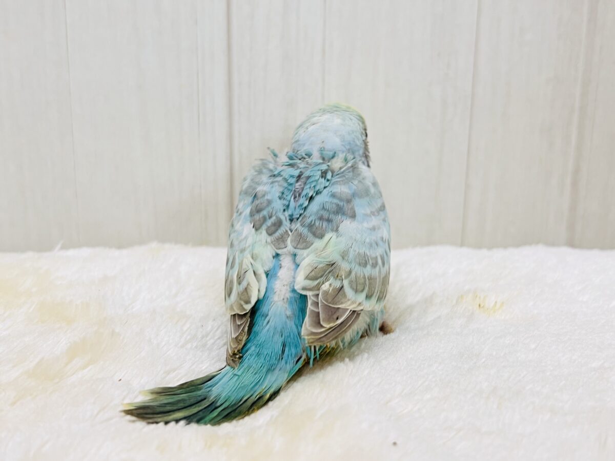 エメラルドの輝き✨💎セキセイインコのパステルレインボー セキセイインコ